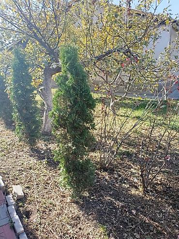Другие виды семян и саженцев: Туя — 5