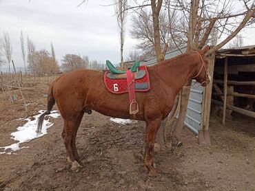 Лошади, кони: Продаю | Жеребец | Конный спорт
