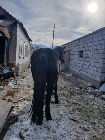 Лошади, кони: Продаю | Жеребец | Рабочий — 2