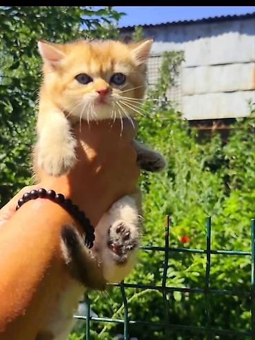 котята свинкс: Скотиш Страйт (Шотландская прямоухая), 1 месяц, Девочка, Золотая шиншилла, Приучена к лотку — 4