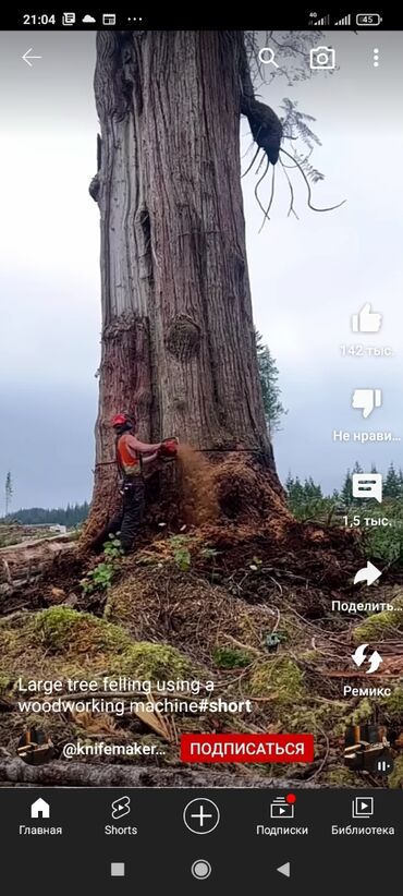 Спил деревьев, заготовка дров: Пилю самые опасные большие деревья Большой стаж 25лет