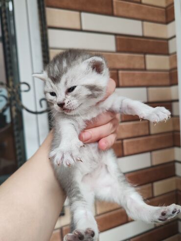 Pişiklər: Yaxşı əllərə -da lalafo.az — 3 Pişiklər: Yaxşı əllərə — 3