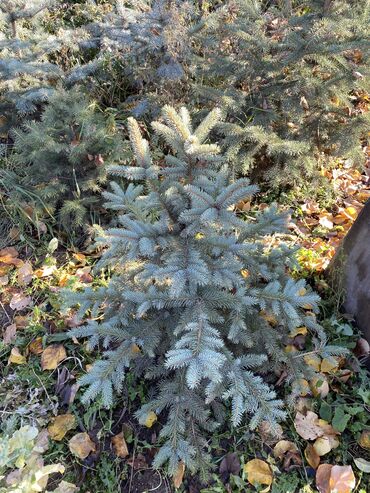 Декоративные деревья: Саженцы деревьев: Туи, Платная доставка — 6