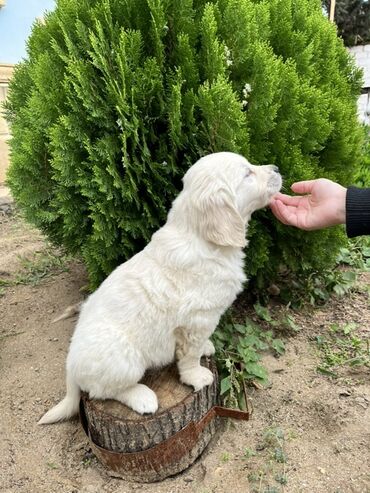 дрессировка собак баку: Retriever