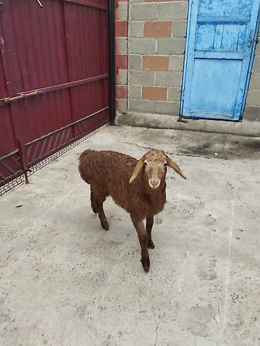 Баран, овца: Продаю | Овца (самка) | Арашан | Для разведения | Племенные at lalafo.kg — 10 Баран, овца: Продаю | Овца (самка) | Арашан | Для разведения | Племенные — 10