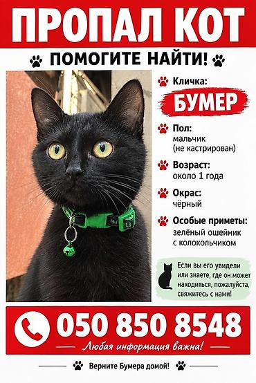 пропал рыжий кот: Пропала : Беспородная, Мальчик, Черный — 1