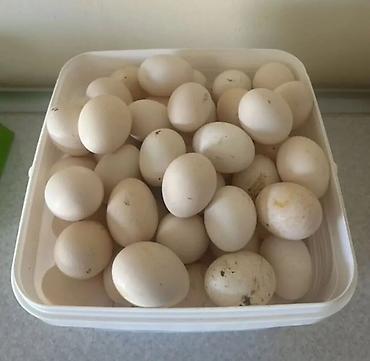 Яйца: Təzə kənd yumurtası dənəsi 0.30 qəpik - Tünd krem rəngli, orta ölçülü — 1