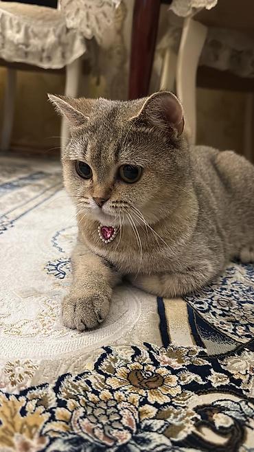 Кошки: Золотая шиншилла, В добрые руки — 5