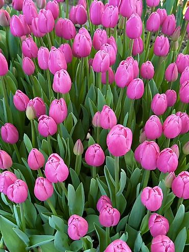 Букеты из живых цветов: Тюльпаны — предзаказ - Срезанные тюльпаны из теплицы, аккуратные at lalafo.kg — 10 Букеты из живых цветов: Тюльпаны — предзаказ - Срезанные тюльпаны из теплицы, аккуратные — 10