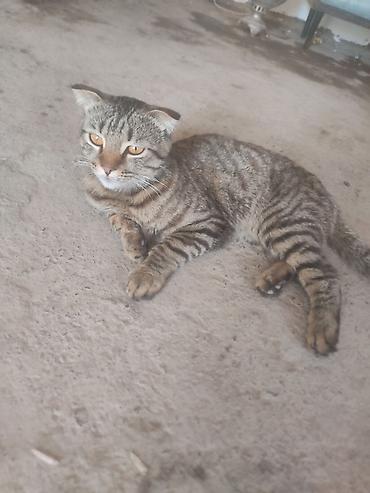 gps для кота под кожу: Кошка даром: Скотиш Фолд (Шотландская вислоухая), 8 месяцев, Мальчик — 4