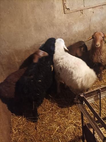 Баран, овца: Продаю | Ягненок | Для разведения — 6