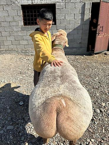 Баран, овца: Продаю | Баран (самец) | Арашан | Для разведения — 8