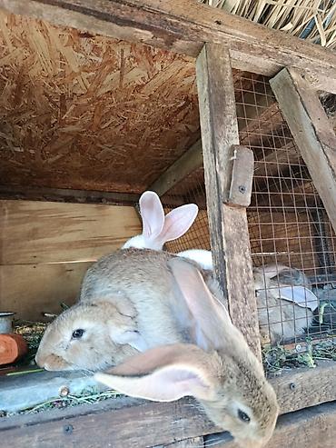 хомяк коины: Продаю | Крольчиха (самка), Кролик самец, Крольчата — 2