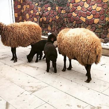 Qoyunlar, qoçlar: Qoyun və quzu dəsti - Növ: Yerli ətlik/yunlu qoyunlar - Tərkib: 2 ana — 1