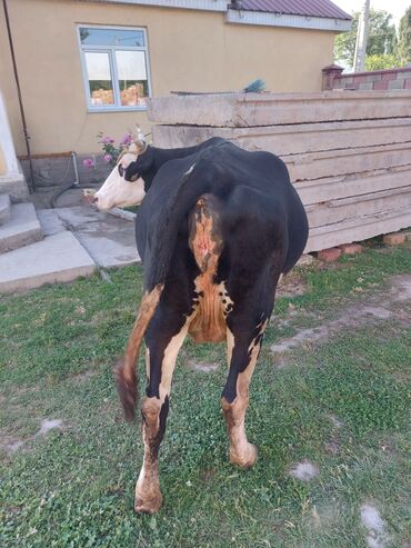 продаю дойную козу: Продаю корова тёлками рост 135