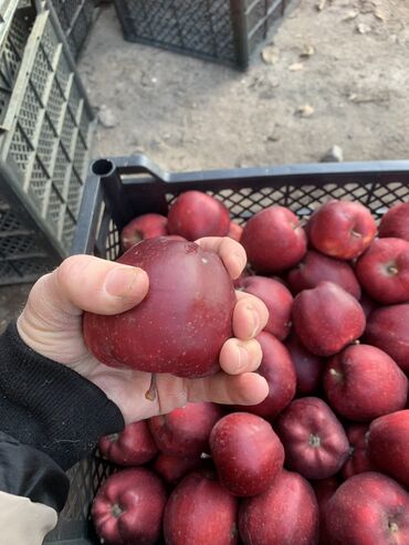 Другие товары для дома и сада: Алма сатылат, крипсон жана превосходный!