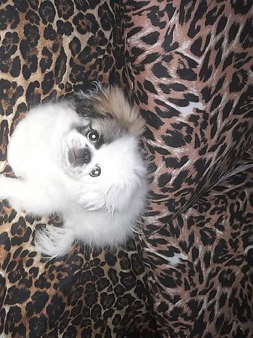 İtlər: Pekines, 10 ay, Peyvəndli — 2