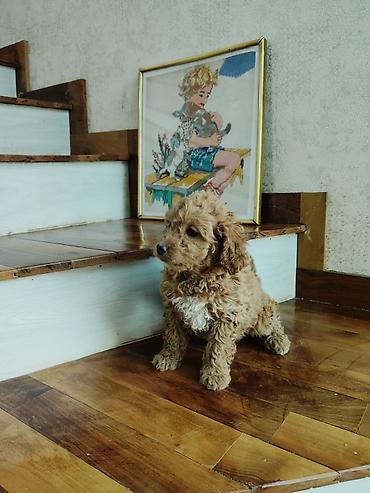 İtlər: Pudel — 8