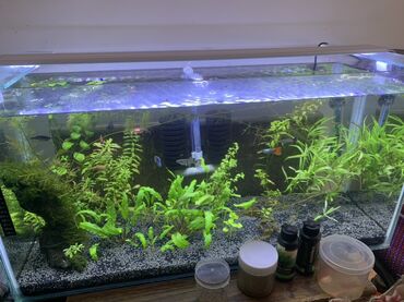 чачтагы бит: Bu akvarium evdə və ya ofisdə balıq saxlamaq üçün ideal bir seçimdir