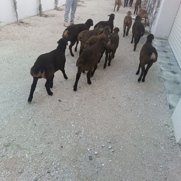 Quzu: Salam hervaxdız xeyir saxlamlıq quzularm cxdı satqa isdiyen elaqe — 8