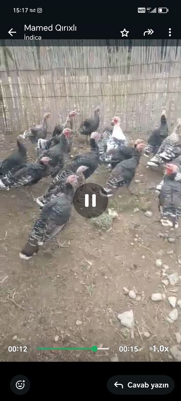 Zaponkalar: Erkək, Damazlıq