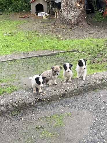 сколько стоит собака бу: Alabay, 1 ay, Erkek, Peyvəndli, Ünvandan götürmə
