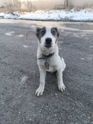 документты на легковой прицеп: Бишкек В районе панорамы (гаражный кооператив 21) бегает молодой