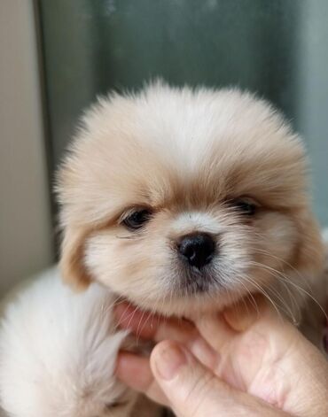 pidbul balası: Pekines, 2 ay, Erkek, Ünvandan götürmə, Ödənişli çatdırılma