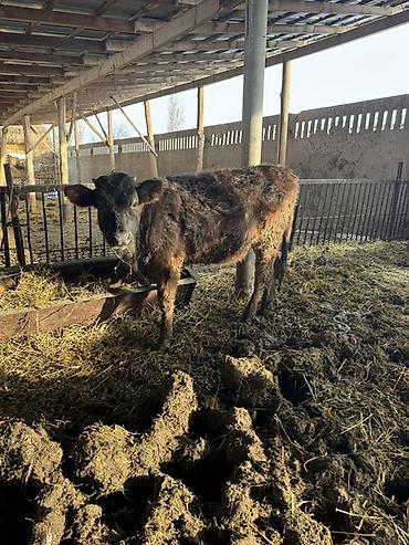 Коровы, быки: Продаю | Музоо, торпок | Швицкая | На откорм — 12