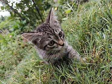 Кошки: 2 месяца, Мальчик, Приучена к лотку — 3