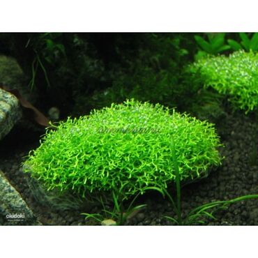 hilba bitkisi nedir v Azərbaycan | DIGƏR OTAQ BITKILƏRI: Риччия
Riçiya akvarium bitkisi suyun üzərindədə inkişaf edir