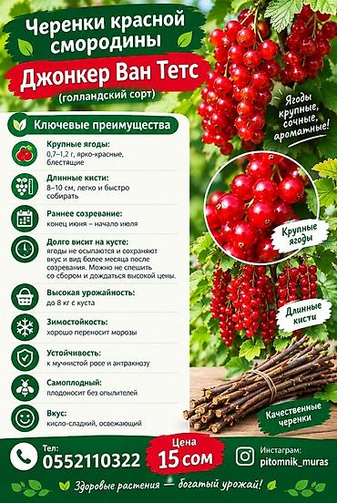 коптилка для рыбы: Джонкер Ван Тетс» (Jonkheer Van Tets) — это один из самых популярных и — 2