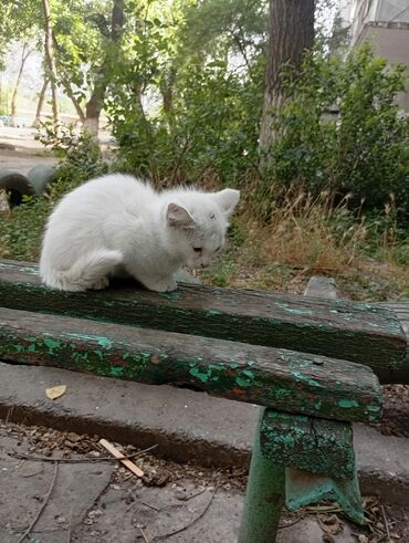 кошки лысые: Продажа кошек