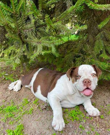 Psi: Odgajivacnica pasa "Happy Puppies" ima u ponudi prelepe stence — 9