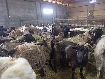 Козы, козлы: Продаю | Коза (самка) — 5