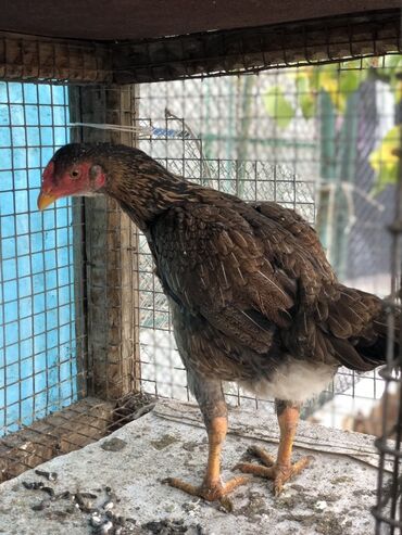 купить корм для перепелов несушек: Продаю | Куры | Для разведения