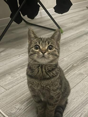отдам даром котика: Домашний котёнок, короткошёрстный, тигровый (коричневый табби) окрас — 1