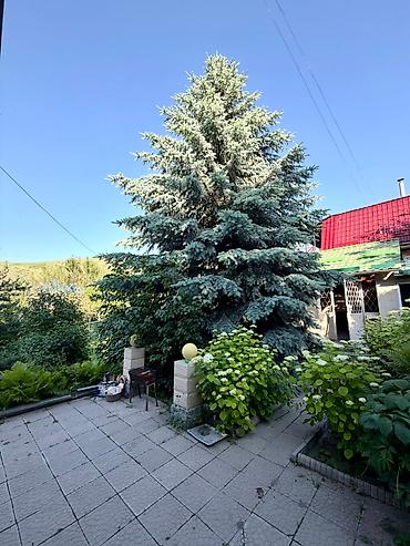 Продажа дач: 🏡 Усадьба мечты в селе Кой-Таш — уголок тишины, природы и комфорта! 🌲✨ — 9