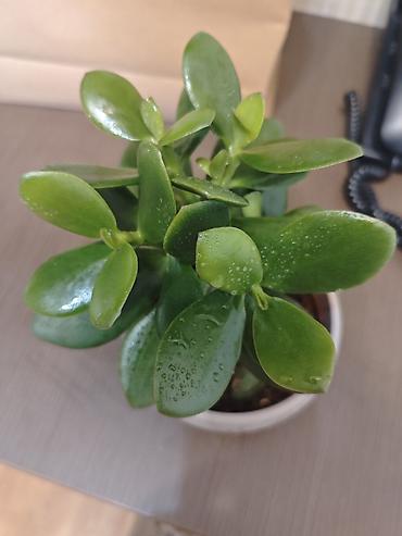 денежный цветок: Толстянка (денежное дерево) в горшке - Вид: Crassula ovata — 5