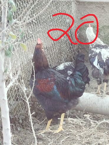 Xoruzlar: Hər cürə xoruzlar var ustunde qiymətləri var Təsvir: - Şəkillərdə — 10