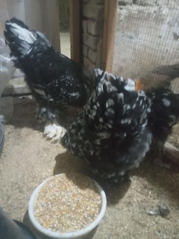 Partridge: Motel brama Ailəsi 1 Xoruz 2 Fərə. Tam Sağlam. Qiymət 120 Manat — 3