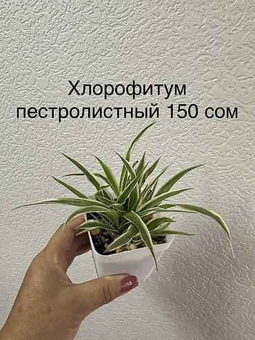 Декабристы: Укорененные черенки/отростки. Адрес 8 мкр — 10