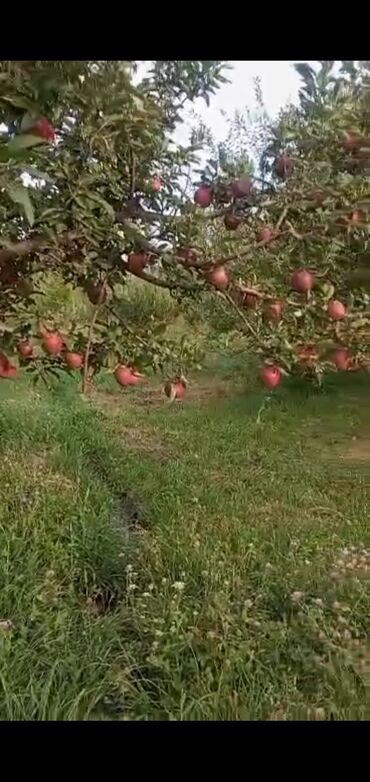 золотая жизнь гранатовый сок цена бишкек: Яблоки