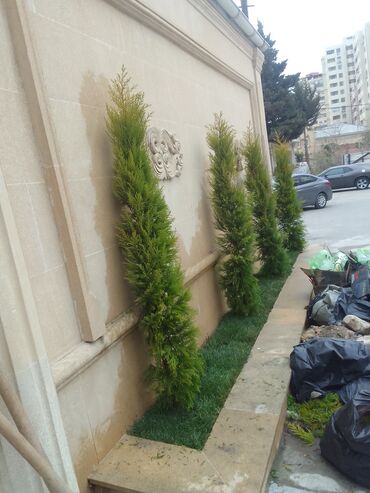 Bağbanlar: Salam bağ evlərində, Abyektlərdə parklarda bağban xidməti görülür — 19