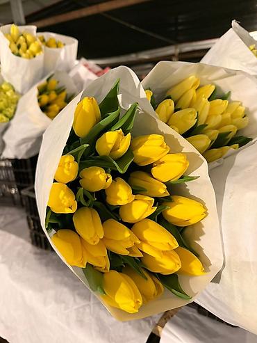 Другие товары для дома: Цветы Голландские Тюльпаны Оптом! Из Голландии получаем — 5
