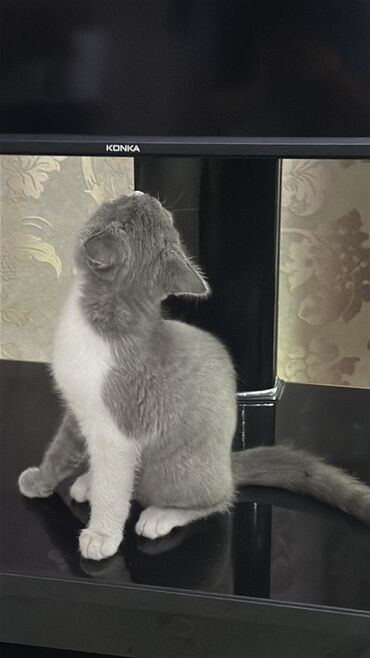 Продажа кошек: Скотиш Страйт (Шотландская прямоухая), 3 месяца, Девочка, Серый, Приучена к лотку at lalafo.kg — 1 Продажа кошек: Скотиш Страйт (Шотландская прямоухая), 3 месяца, Девочка, Серый, Приучена к лотку — 1