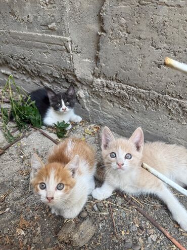 котята бенгальские купить: Мышык бекер берилет: Породасыз, 2 айлык, Ургаачы