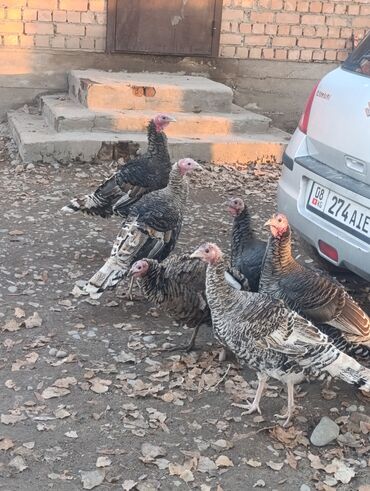 Индюки: Продаю | Индюшка (самка) | Для разведения | Племенные — 8