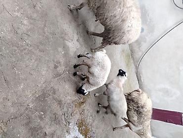 Qoyunlar, qoçlar: Qoyun və quzular – təsərrüfat üçün hazır sürü - Növ: yerli — 1