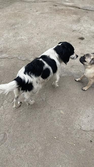 Отдам даром собаку: Собака русский охотничий спаниель, мелкая/средняя, черно-белого окраса — 8